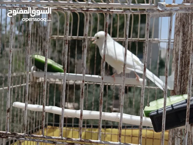 فحل كنار ابيض