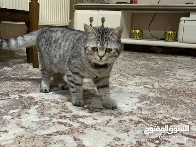 قطة أنثى (بريتش شورت هير )