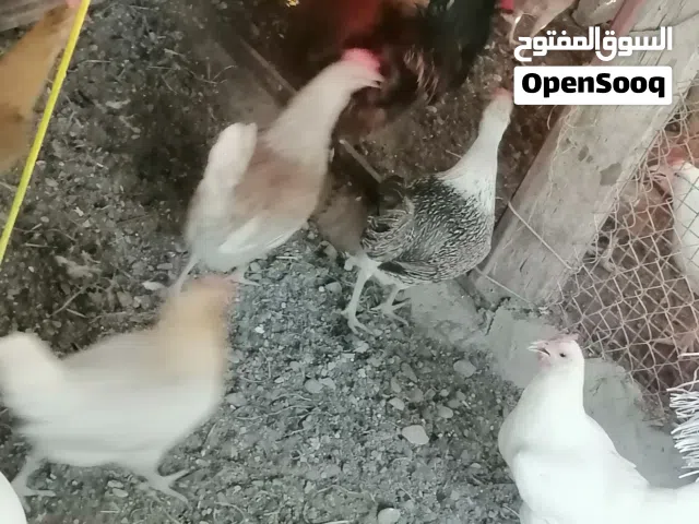 لبيع دجاج بلدي حجم كبير بياض و دياكه كبار وتعال وشوف بعينك ب2.700