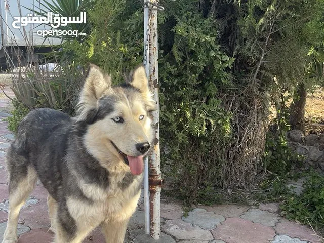 انثايتين هاسكي للبدل على جاج او حمام بلدي عصافير ارانب