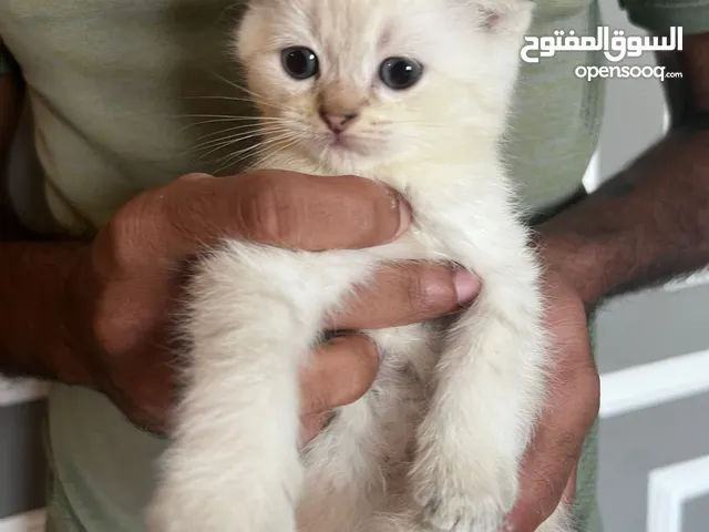 للبيع قطط سكوتش العمر شهرين متعلمين على لتر بوكس