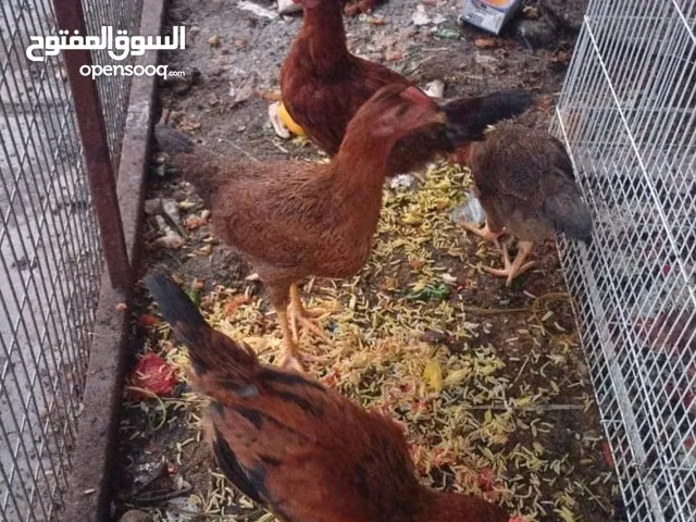 بيع دجاج عرب العدد خمسه 2ديك 3دجاجات العمر 4اشهر