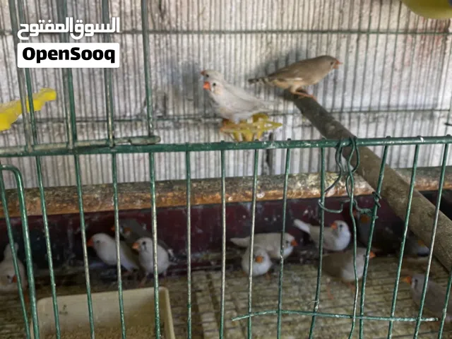 15 جوز جنه للبيع بدون قفص