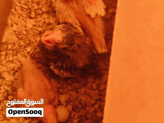 افراح كوكتيل انتاج عراقي