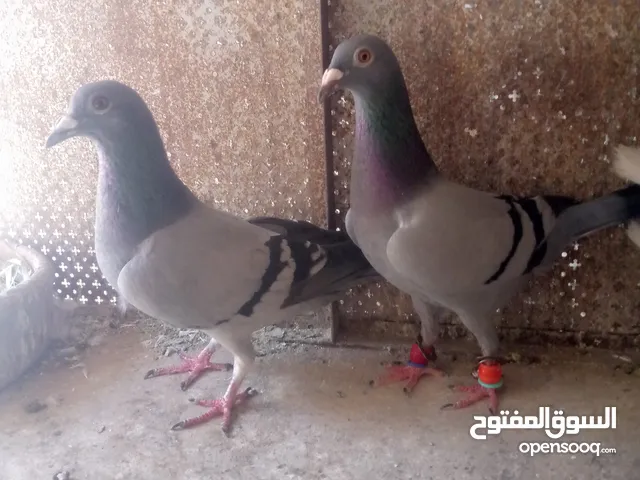 السلام عليكم متاح 5 طواير مخالفيف 4 شغالين كفاله وطيره بواقي اقرأ الوصف