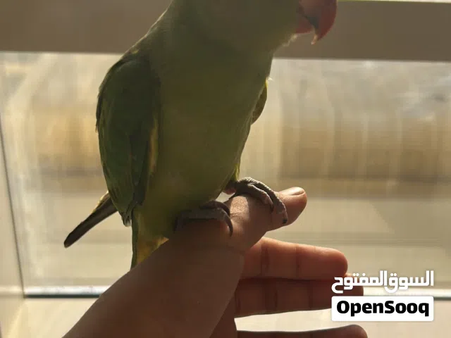 ببغاء دره هندي