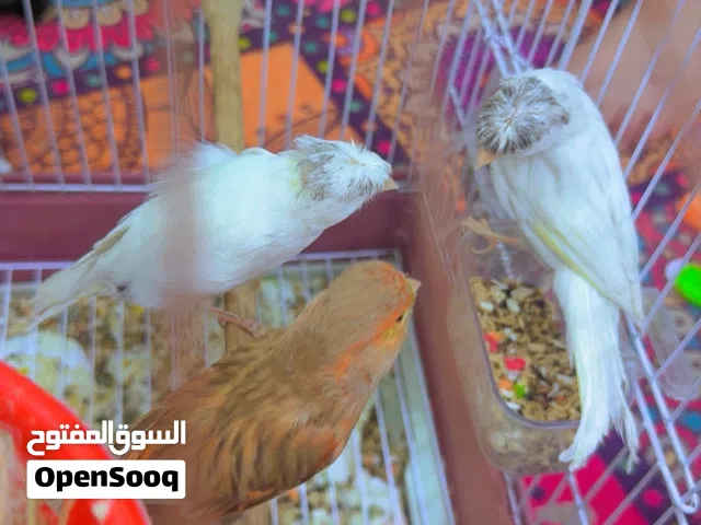 كناري بيت للبيع