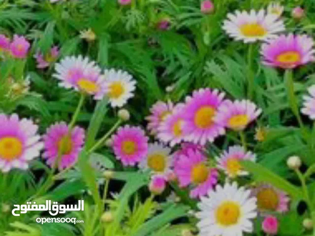 شراء سيارات وباصات منتهيه قطع فقط