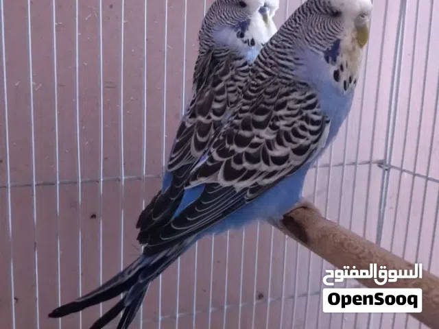 طيور الحب انكليزيات خشنات