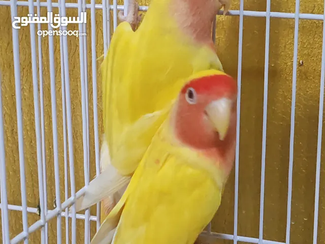 Love birds 1 year old