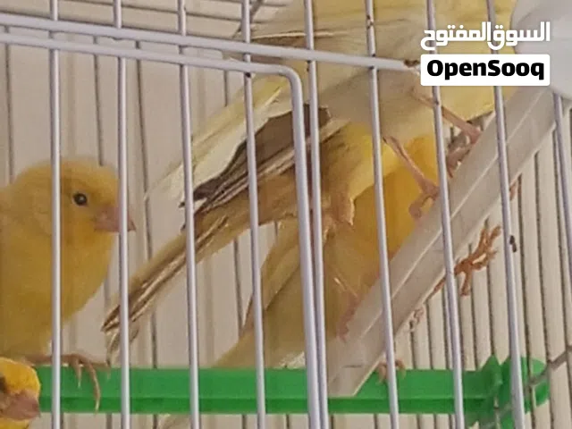 كنارات طواير وذكور ماشاءالله