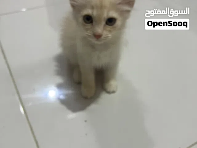 قطتين شيرازي