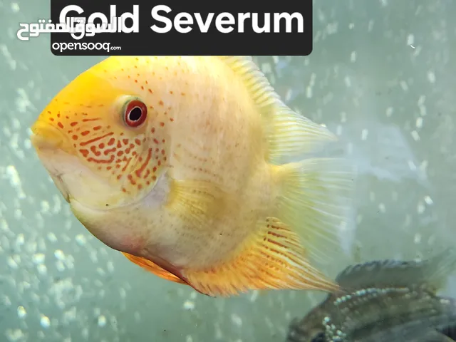 Freshwater Fish for sale. سمك ماي عذب للبيع