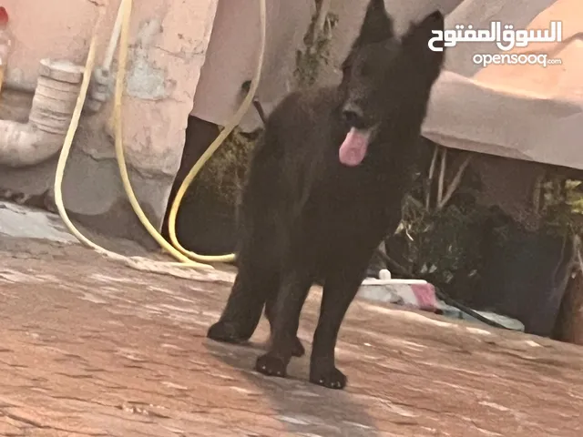 للبيع زوج بلاك جيرمن لونق هير بسعر لقطه