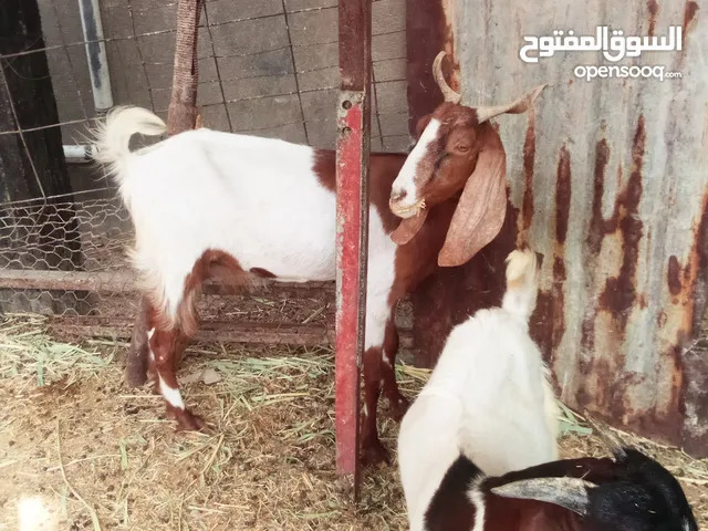 صخله مطفل للبيع