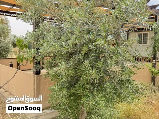 Farm Land for Sale in Madaba Dalilet Al-Hamaideh