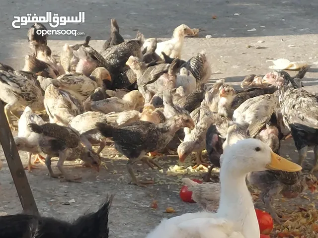 صيصان بلدي