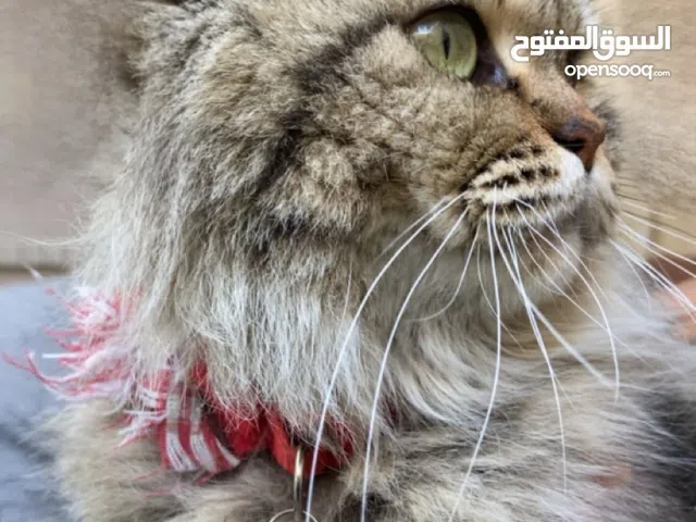 قططين بسعر واحد