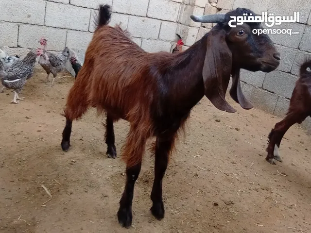 جدي عربي للبيع