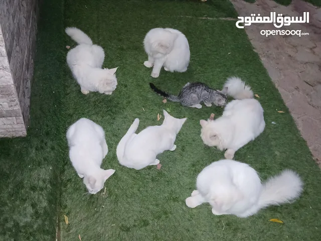 قطط شيرازيه للبيع من عمر المواليد إلى سنه