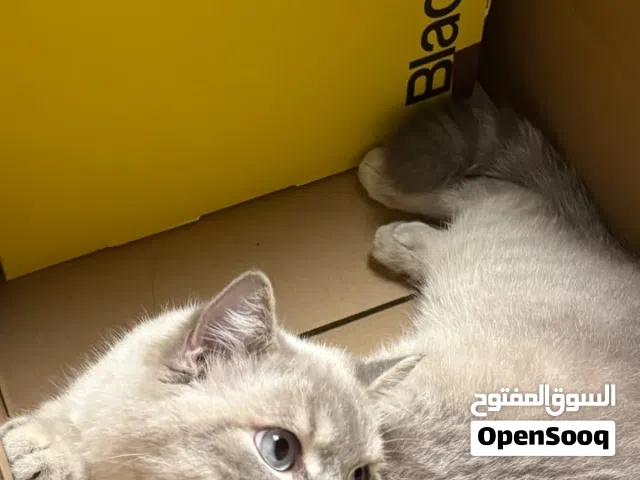 قط بريتش بلو بوينت جميل جدا ذكر للبيع العمر 10 شهور.