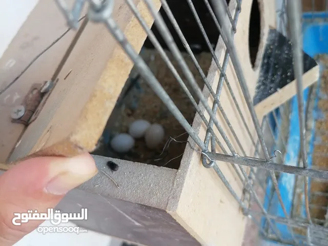 جوز روز للبيع بسعر مناسب