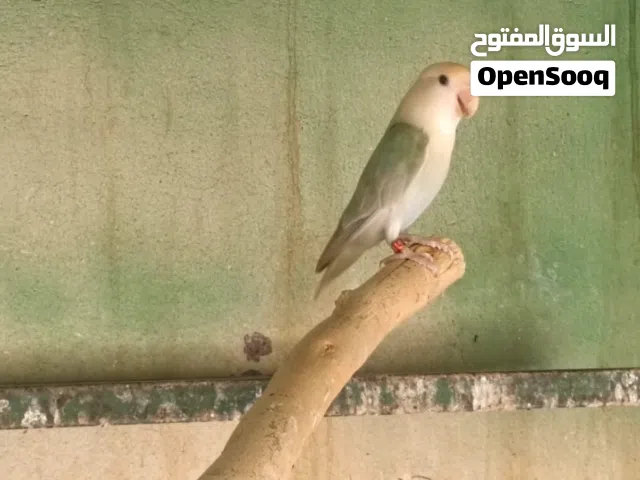 للبيع او البدل أناث روز