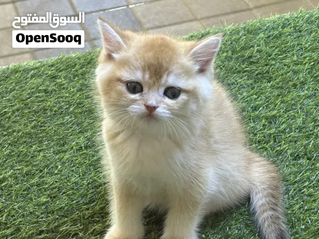 Adorable Golden Chinchilla Male Kitten – Home Delivery UAE