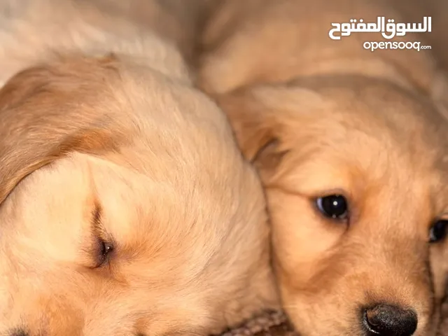 جراء جولدن ريتفير