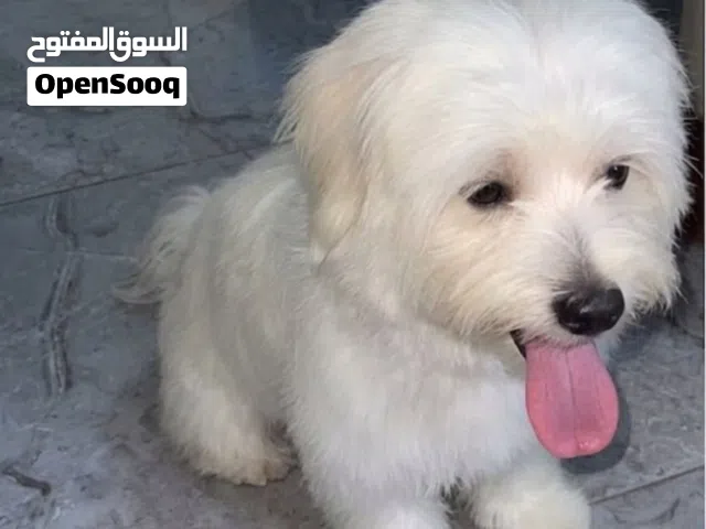 كلب للبيع مع دفتر تطعيمة