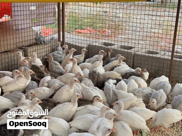 فروخ دجاج الحبشي او الكانجا للبيع