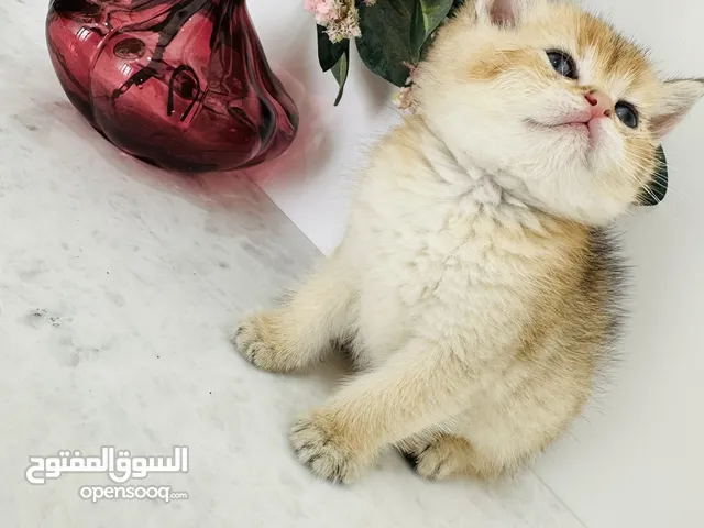 برتيش قولد شروط هير
