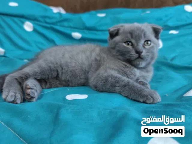 Adorable Scottish Fold Male Kitten Cute, Calm & Ready for New Home.