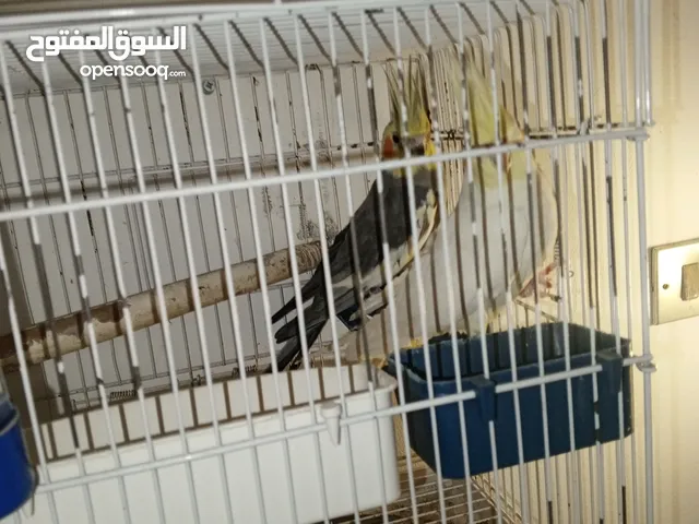 ببغاء كوكتيل