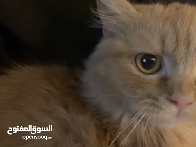 قطط للتبني كيتن مهجنة وام شيرازية