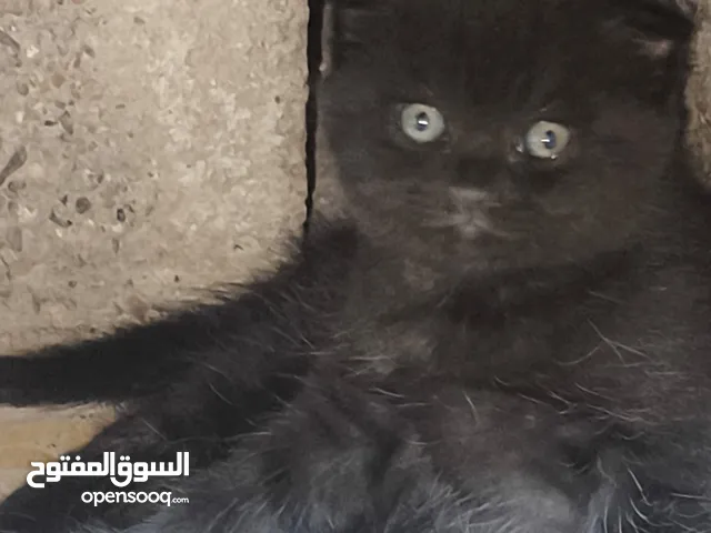 كتنات حلوات وصحه فول