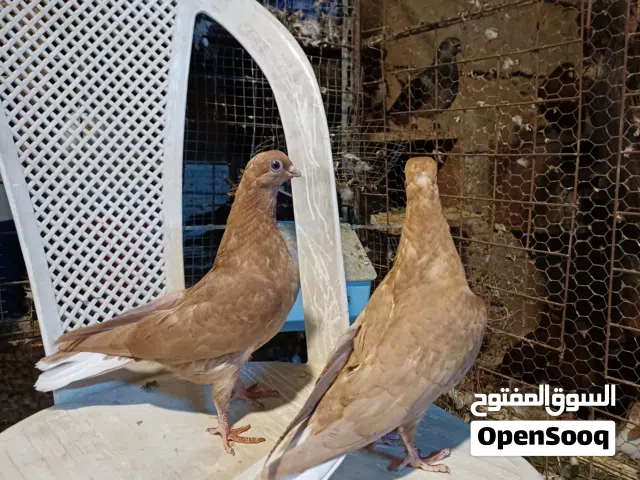 فرخين خوان فطم جديد