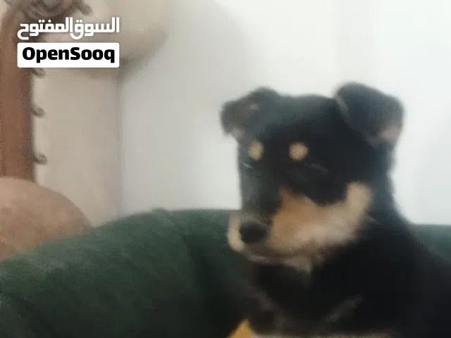 بندوق جيرمن للبيع