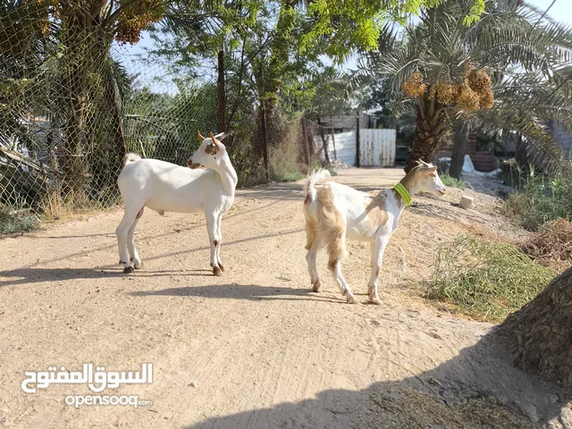 صخول قطريه اقرا الوصف
