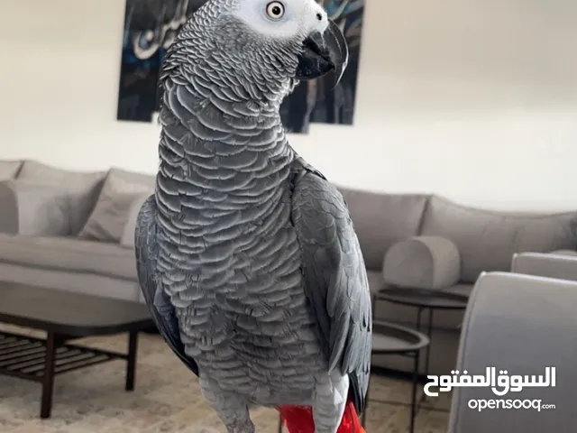 ببغاء كساكو ضائع !