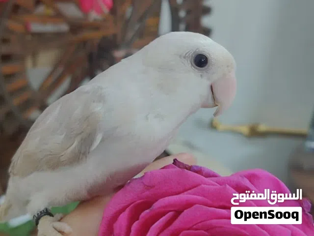 للبيع ببغاء الروز أليف لعوب