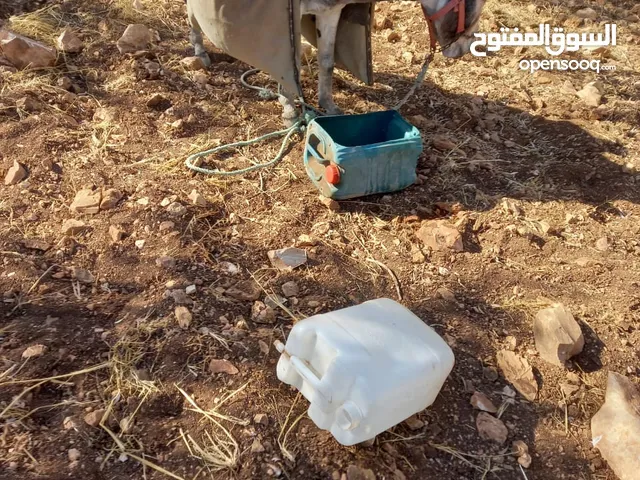 حمار فحل العمر خمس سنين