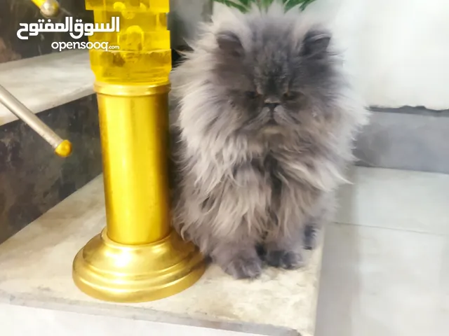 فحل بيرشن بكي فيس