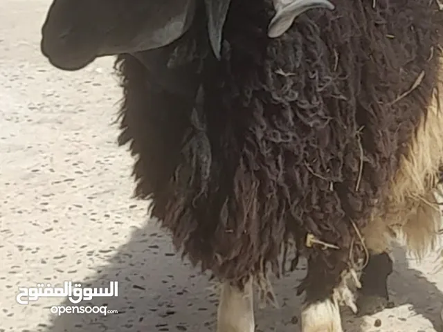 خروف وطني انضيف انباع