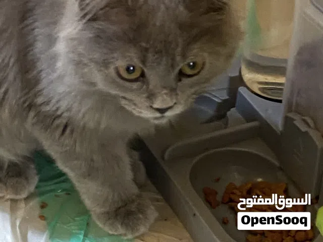 قط شيرازي ذكر