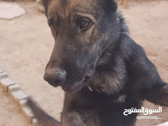 كلب جيرمن سيبل