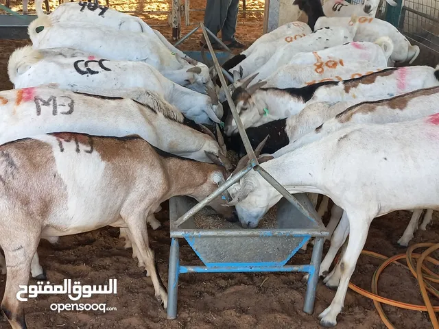 Goats and sheep's AVAILABLE UAE ⁰⁵⁸¹³¹⁹⁷⁷²