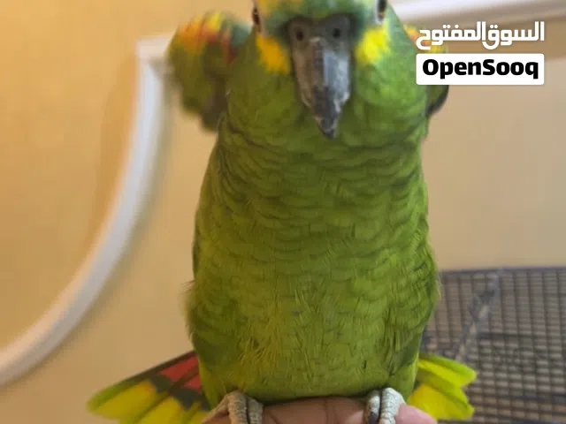 امازون بلوفرتند