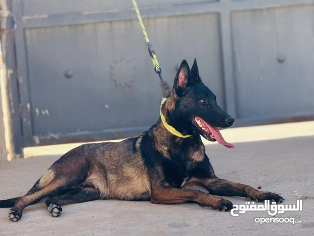 نتايه مينوا موصفات قدام عينك