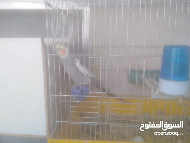 جوز كوكتيل للبيع